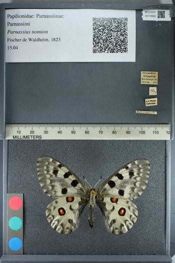 Media type: image;   Entomology 174962
